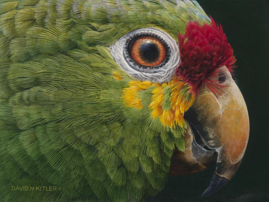 Red-Lored Parrot