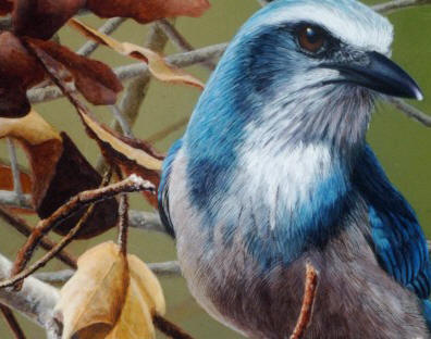 Detail of "Scrub Jay"