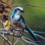 Scrub Jay