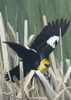 Spring Suitor - Yellow-Headed Blackbird