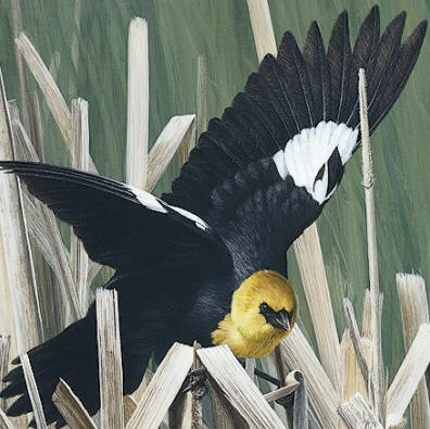 Detail of "Spring Suitor - Yellow-Headed Blackbird"