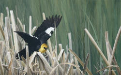 Spring Suitor - Yellow-Headed Blackbird