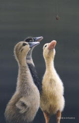 Three Ducklings