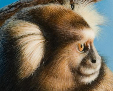 Detail of "Watchful Gaze - Common Marmoset"