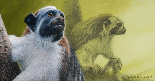 Watchful Gaze - Geoffrey's Tamarin
