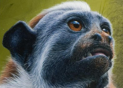 Detail of "Watchful Gaze - Geoffrey's Tamarin"