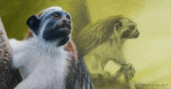 Watchful Gaze - Geoffrey's Tamarin