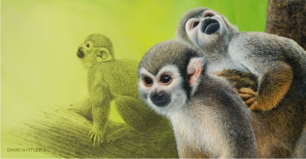 Watchful Gaze - Squirrel Monkey