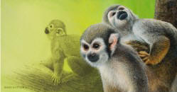 Watchful Gaze - Squirrel Monkey