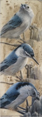 White-Breasted Nuthatch Study