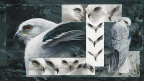 White-Tailed Kite Montage