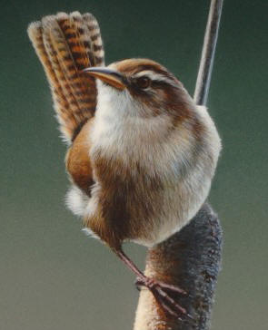 Detail of "Wren on Cattail"