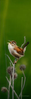 Wren on Thistle