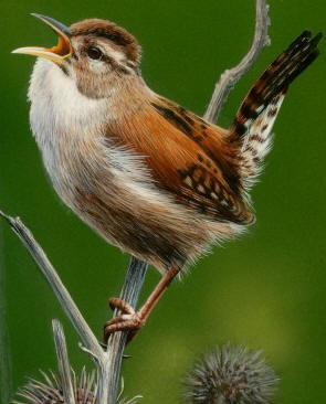 Detail of "Wren on Thistle"