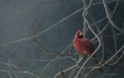 Early Arrival - Cardinal