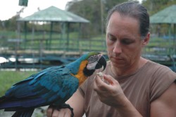 Blue and Gold Macaw - Amazon