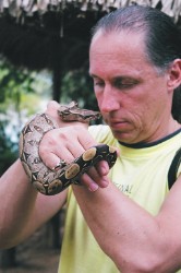 Young boa constrictor - Amazon